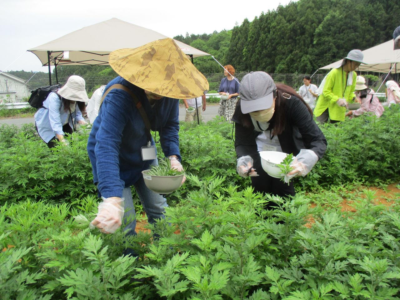 岩清水農園会場