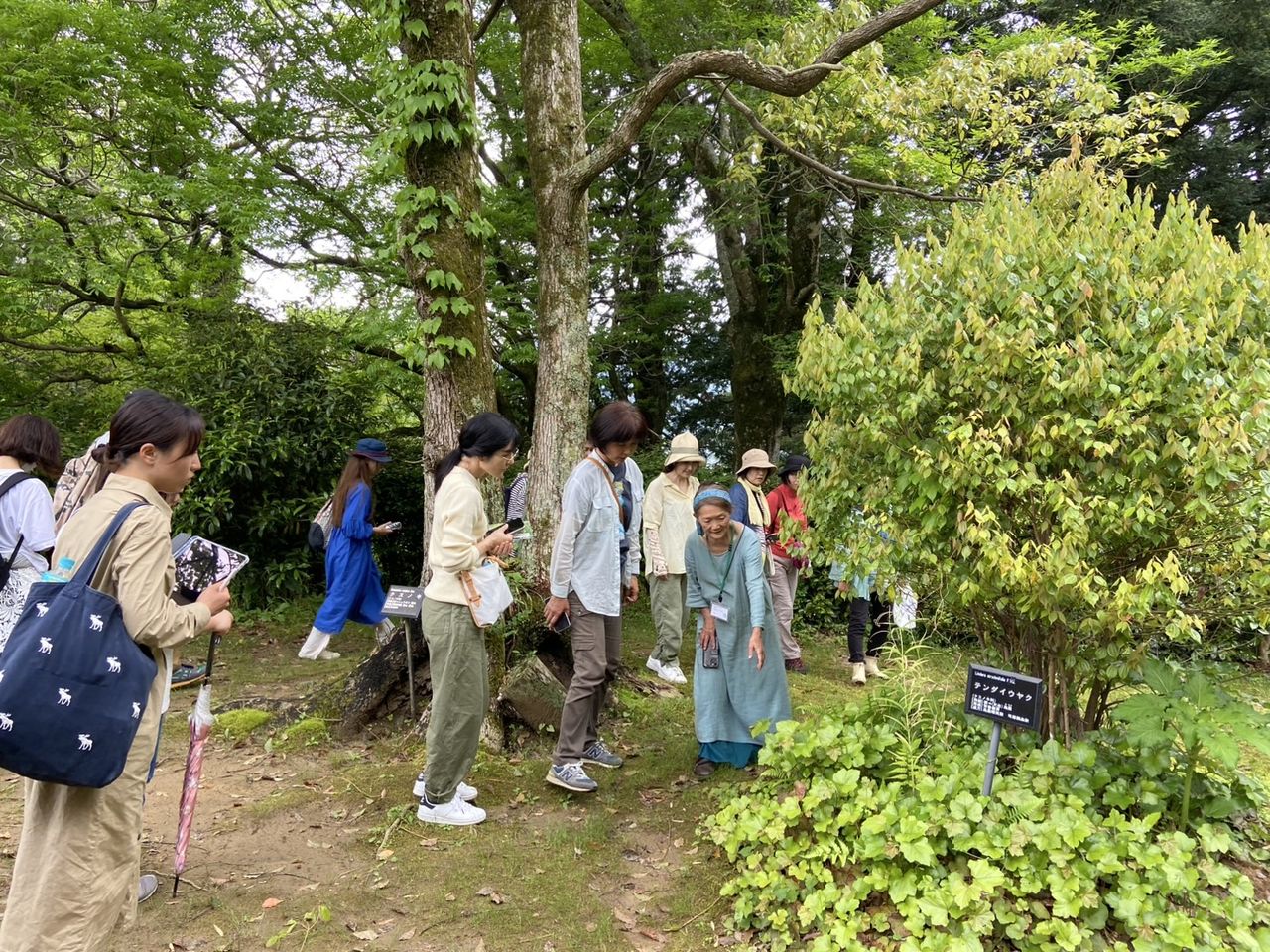 森野旧薬園会場