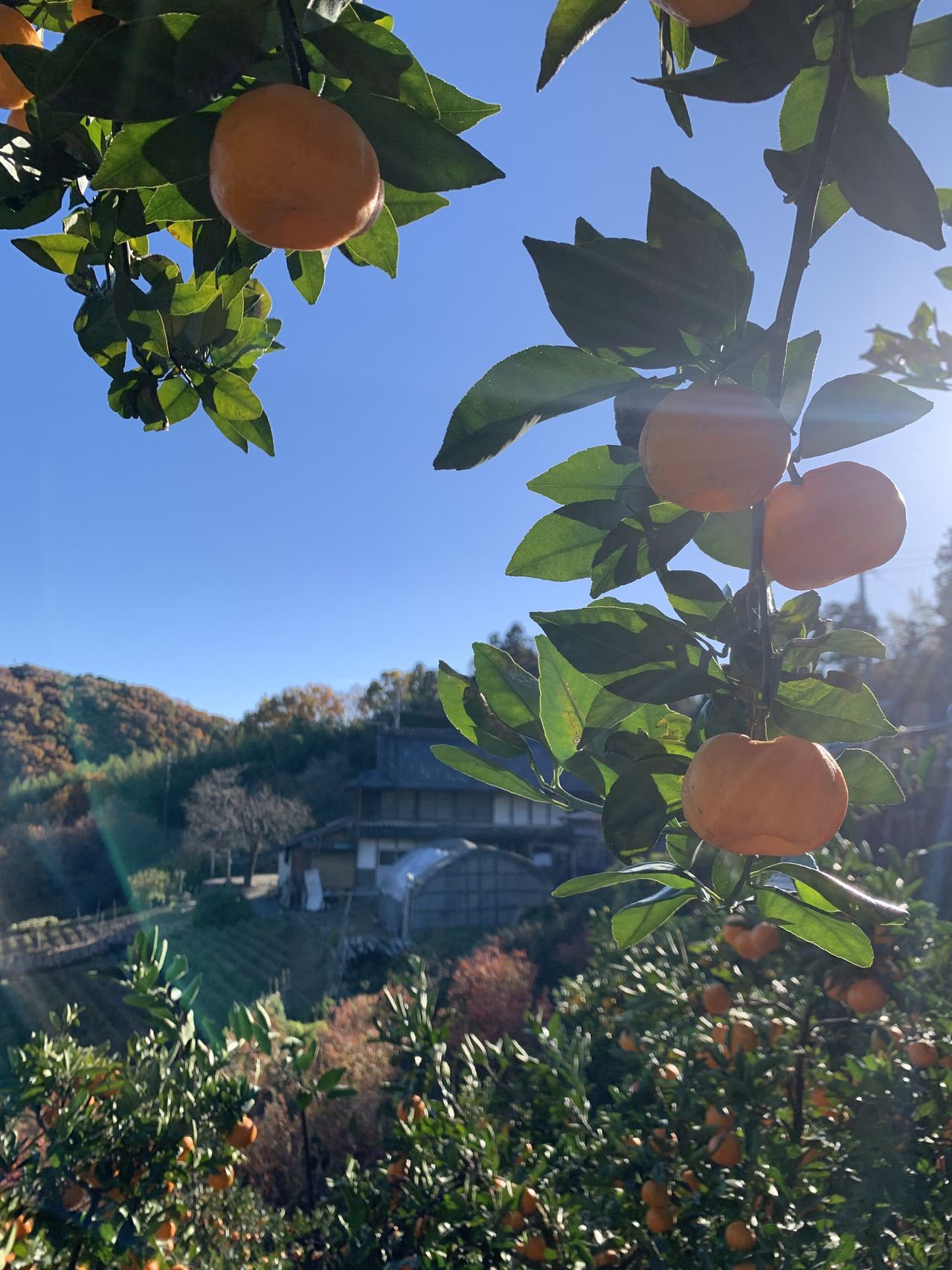 西 沙耶香の画像２