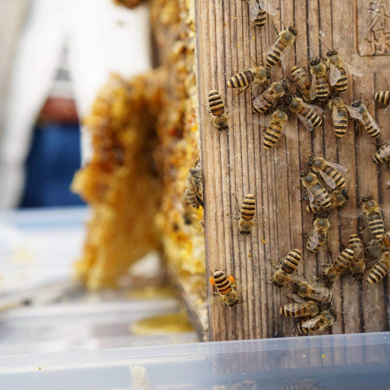 さといろ本舗の画像