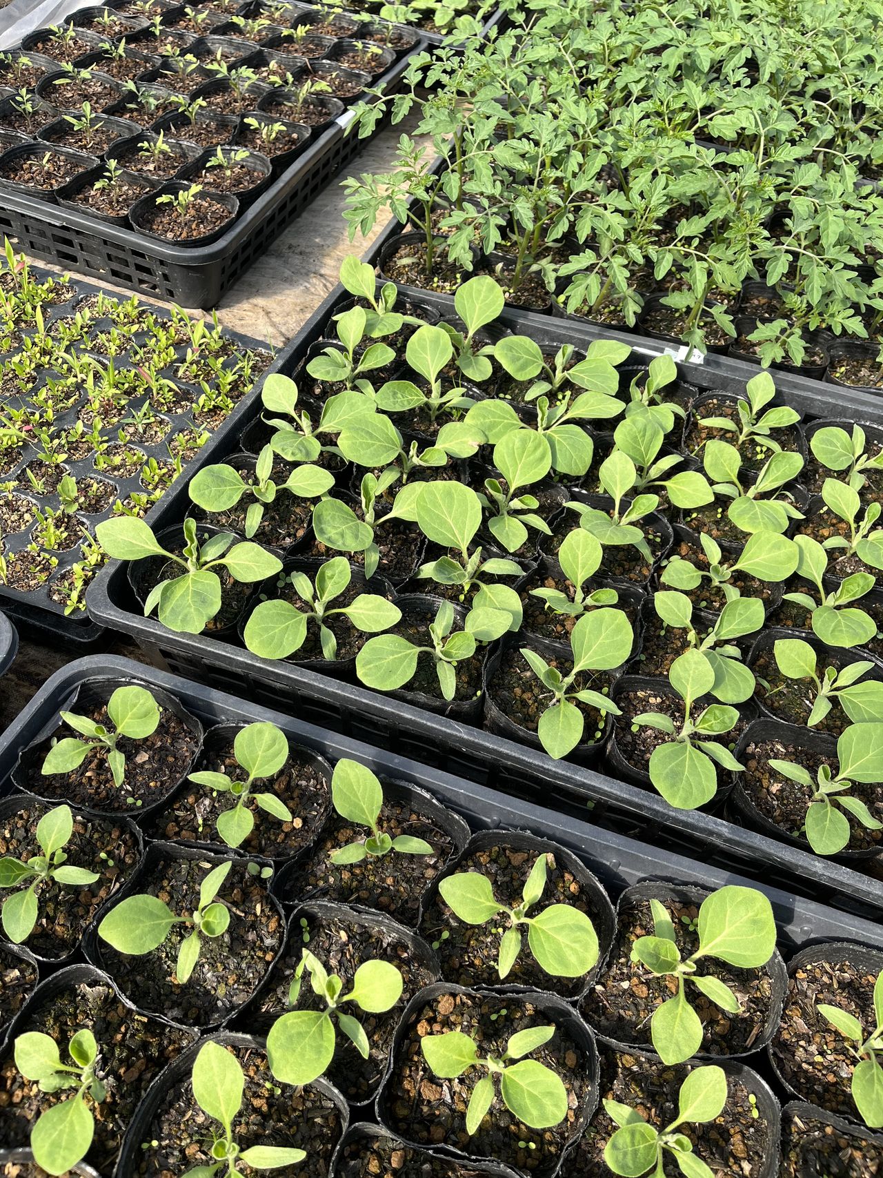 oyatsu somayaの画像３