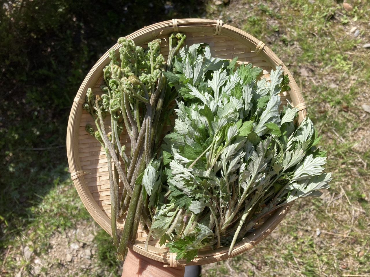 菜食 休日ダイヤの画像１