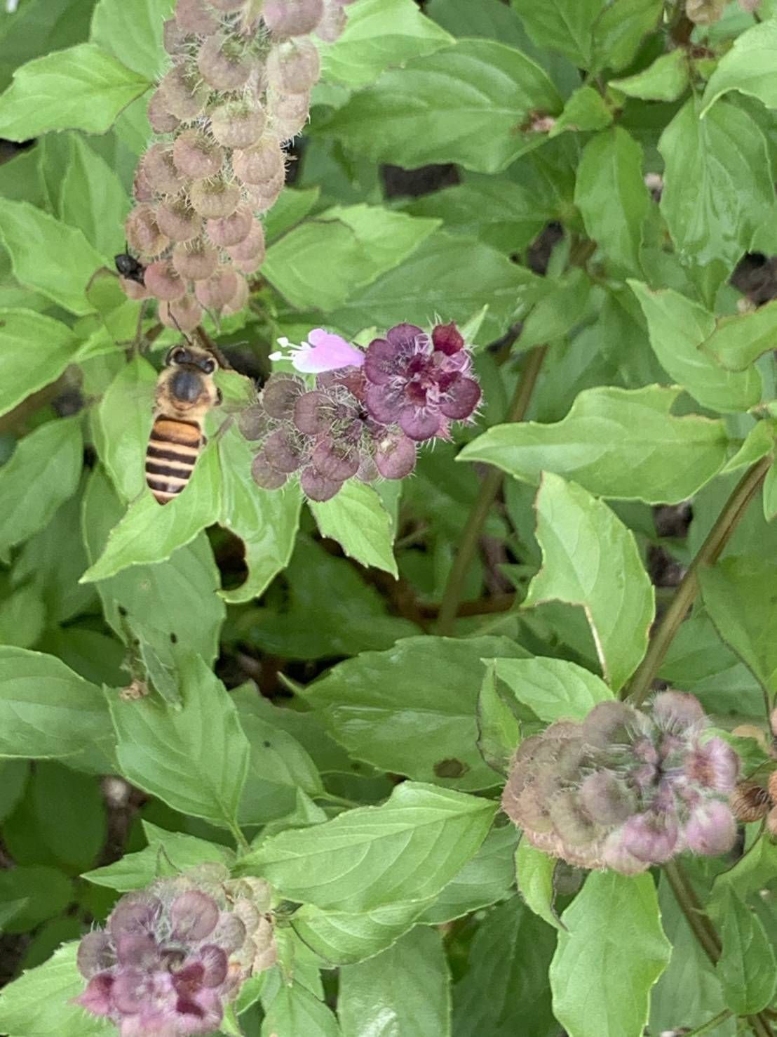 KOHAKU✴TULSIの画像２