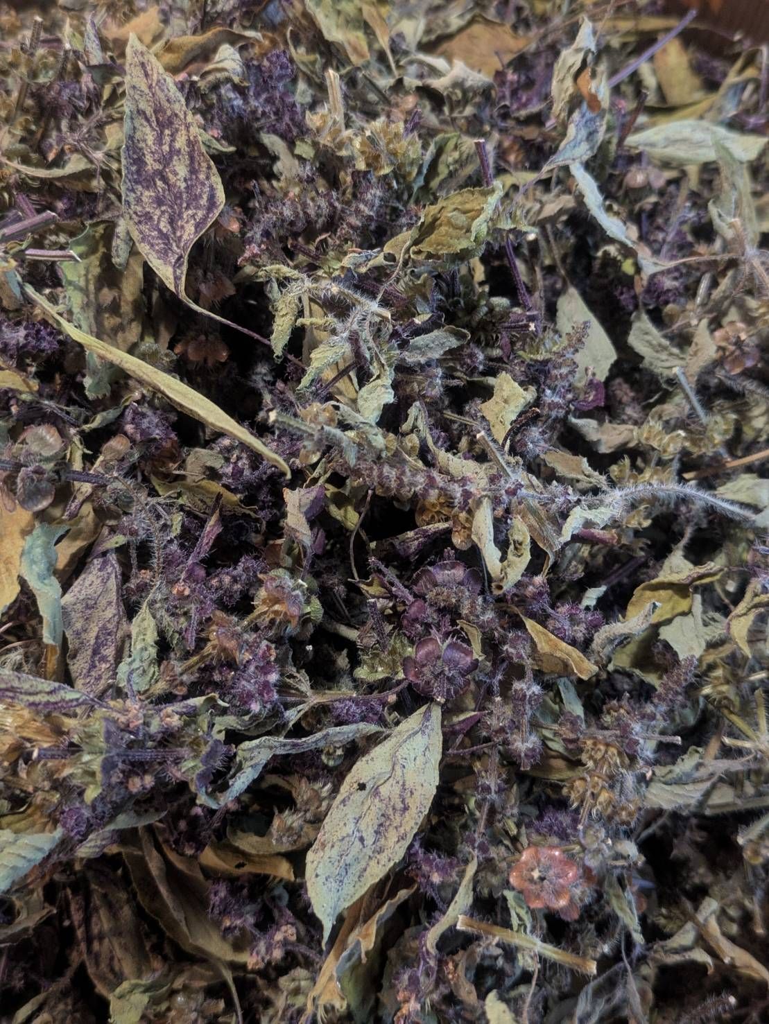 KOHAKU✴TULSIの画像３