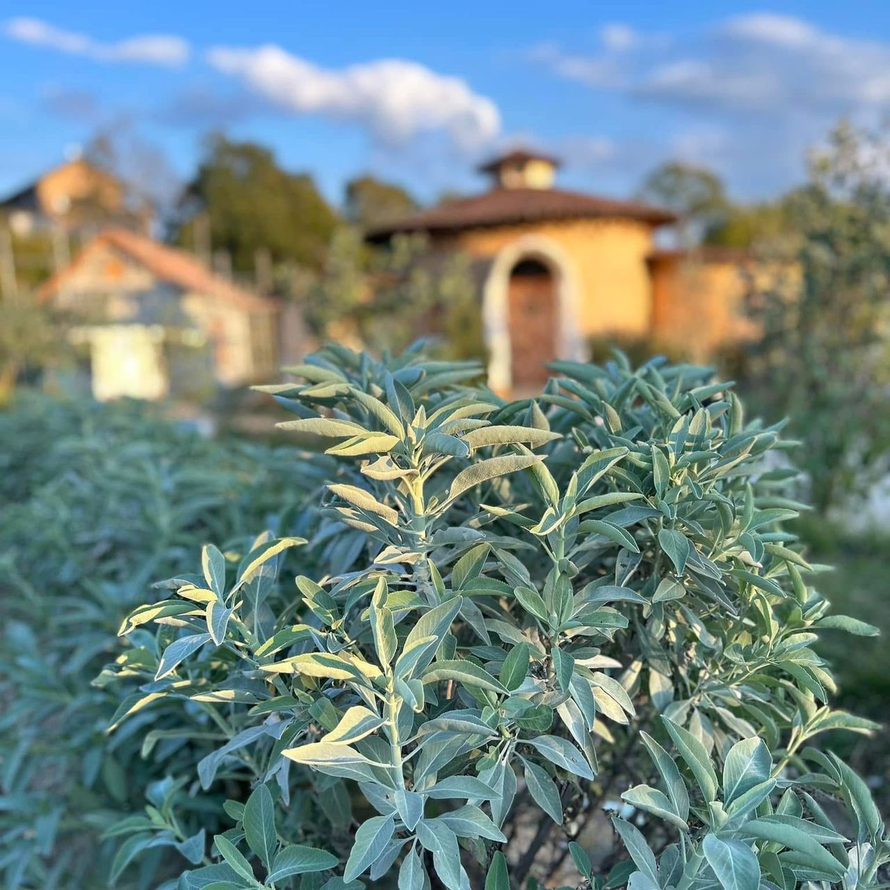 BALI MAGIC HERB GARDENの画像１