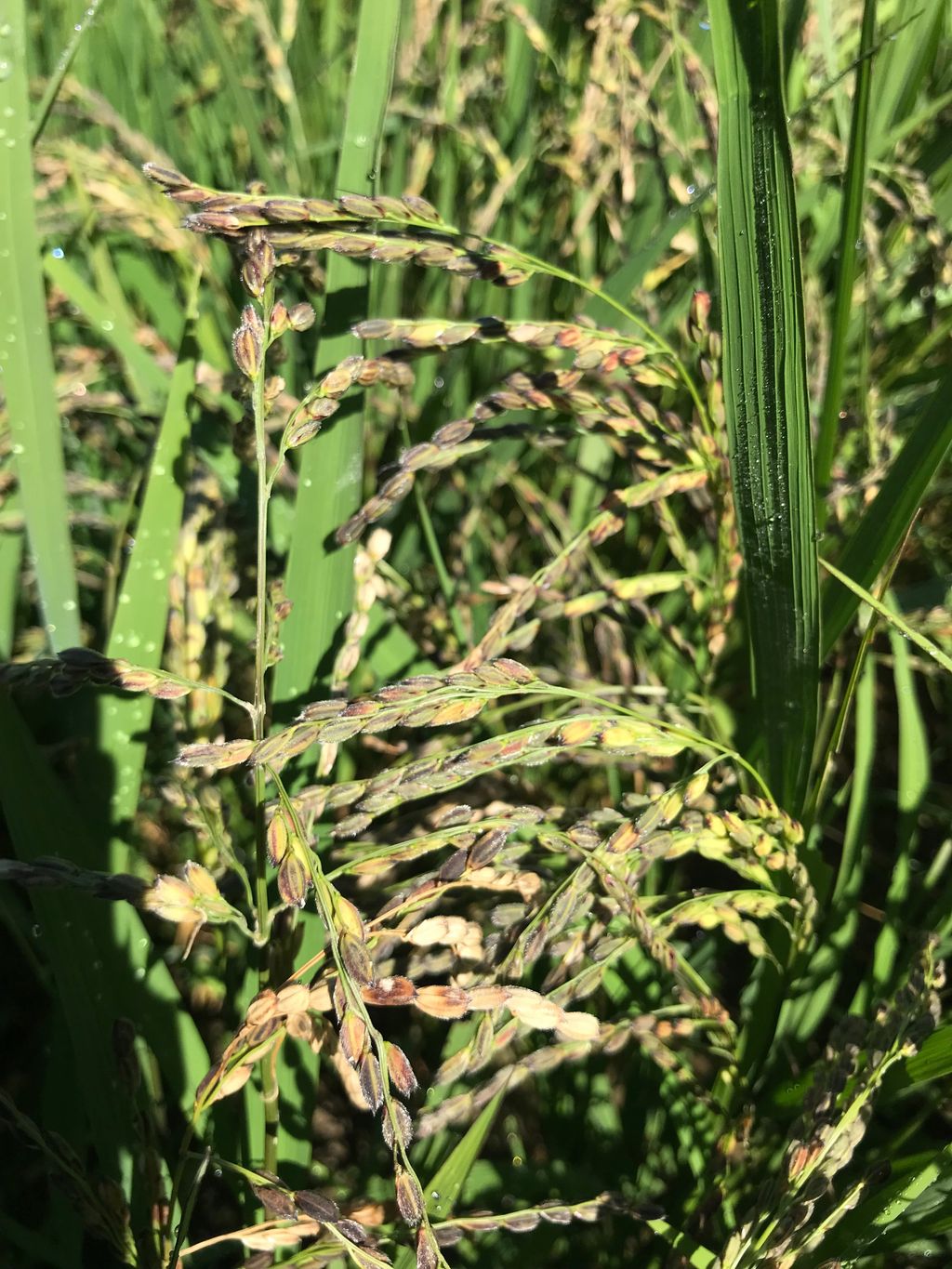 阿騎野古代米農園の画像