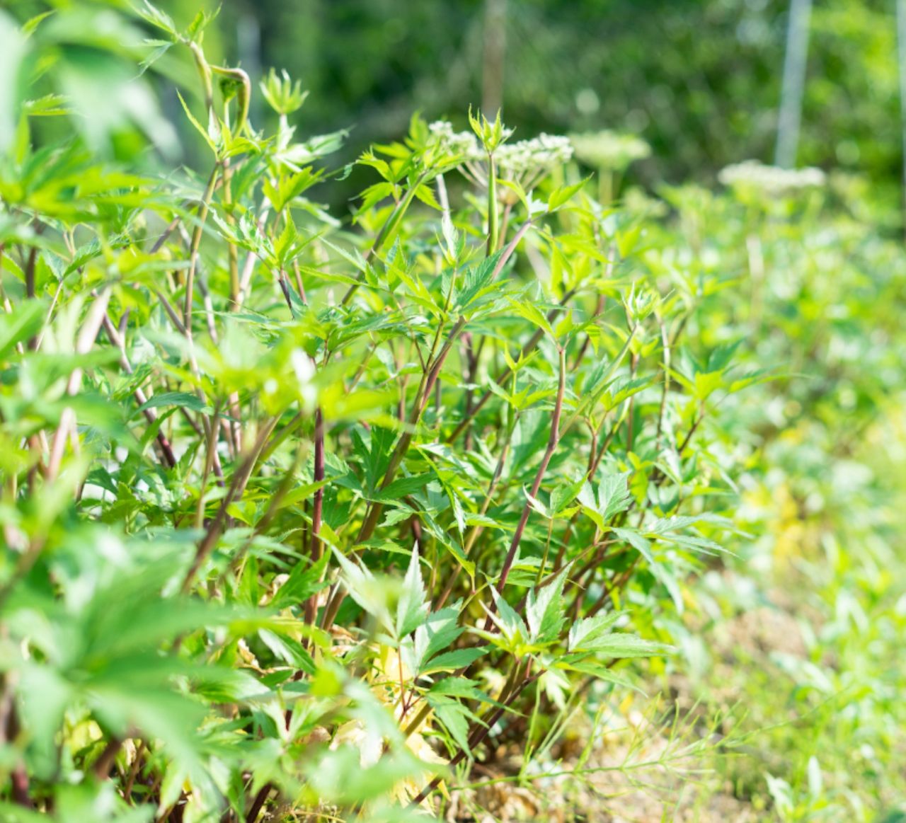 大和かぎろひの画像１