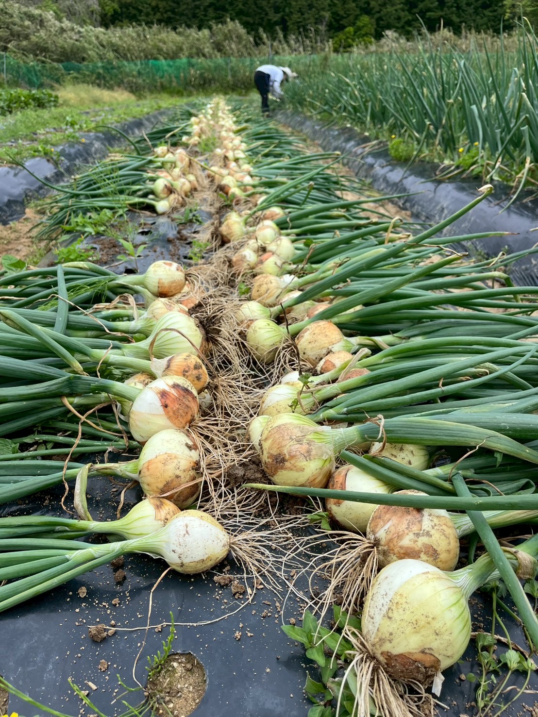 はじまり屋の画像１