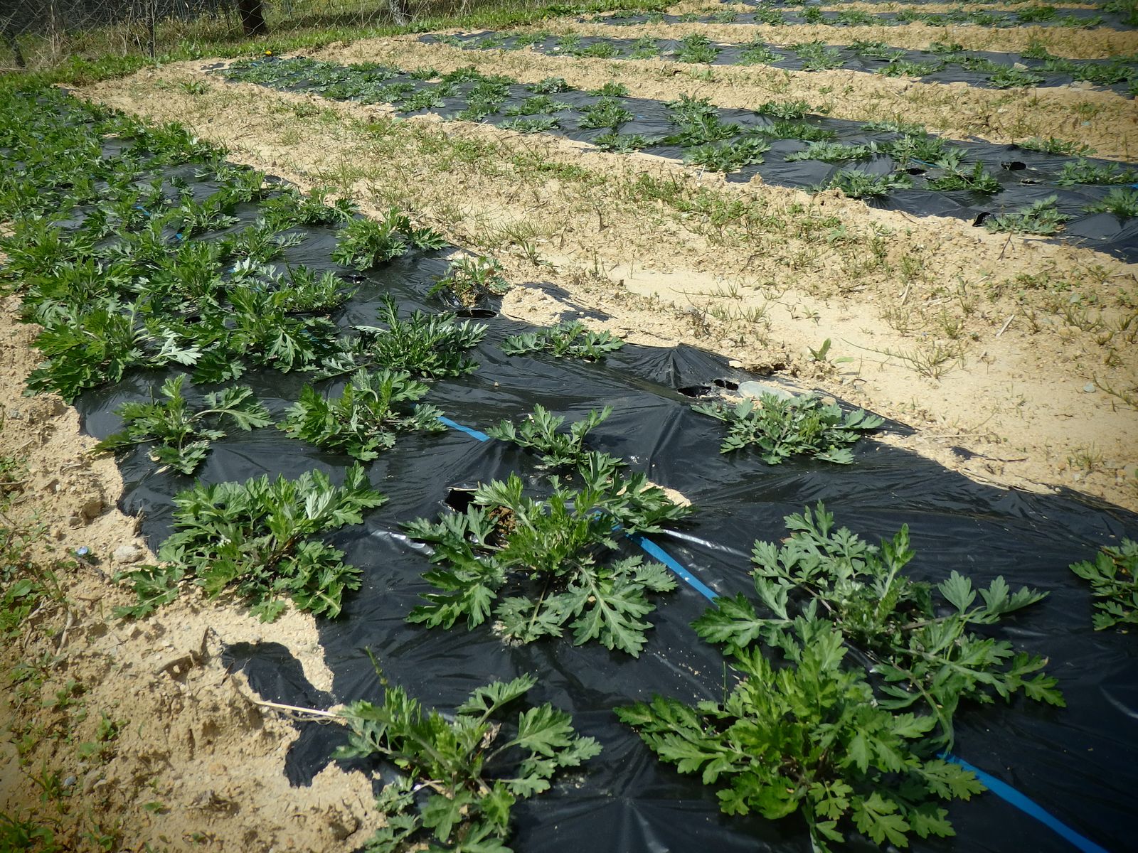 岩清水農園会場