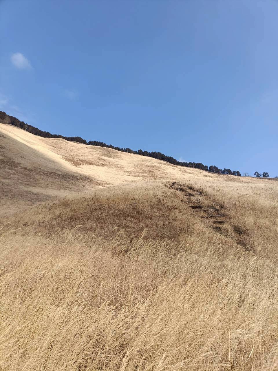 春の和ハーブ教室の画像２