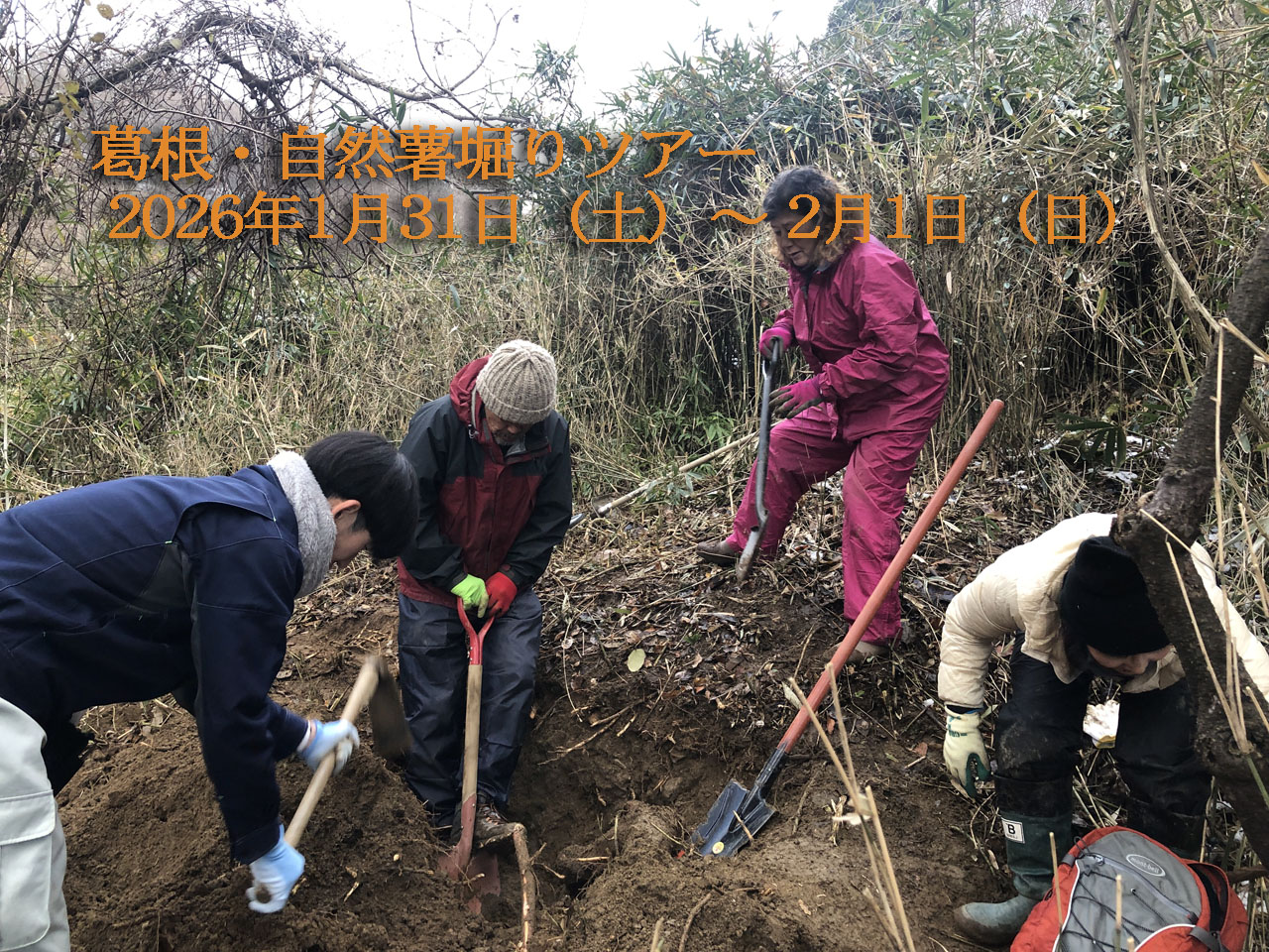 葛根・自然薯堀りツアー２回目の画像