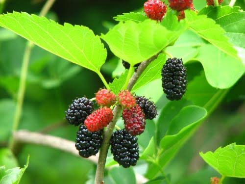 奈良の薬草文化と薬草学の画像１