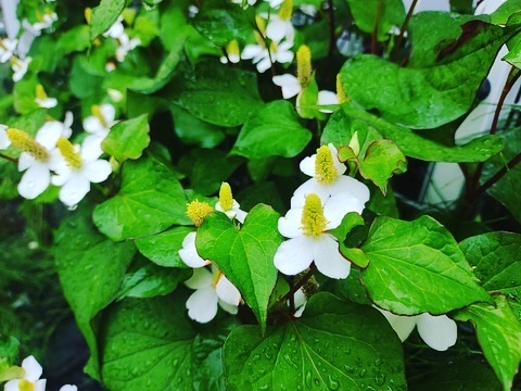 足元の宝もの、身近な薬草と日本六大和薬の画像