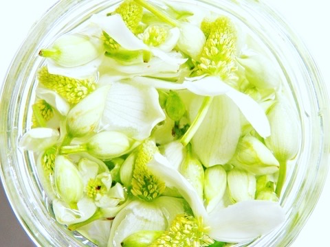 自生する身近な毒草学の画像１