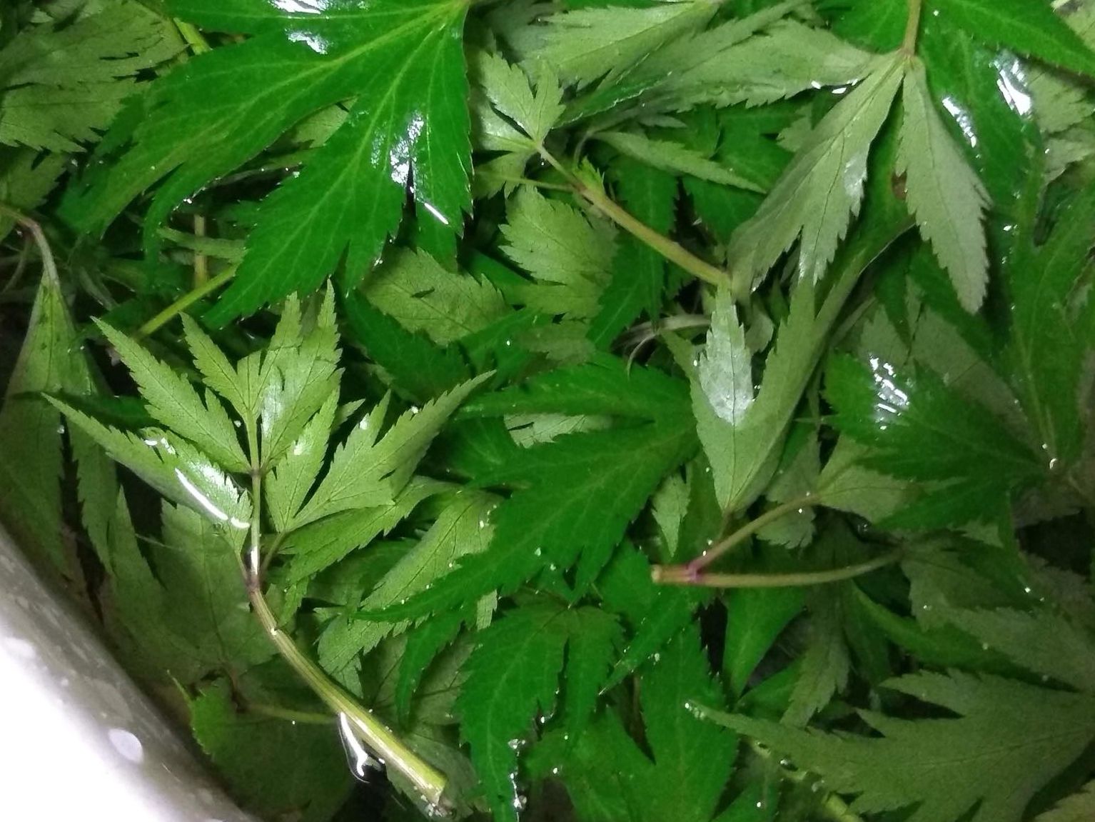 講座「宇陀の歴史と薬草」＆<br/>森野旧薬園「薬草観察会」の画像