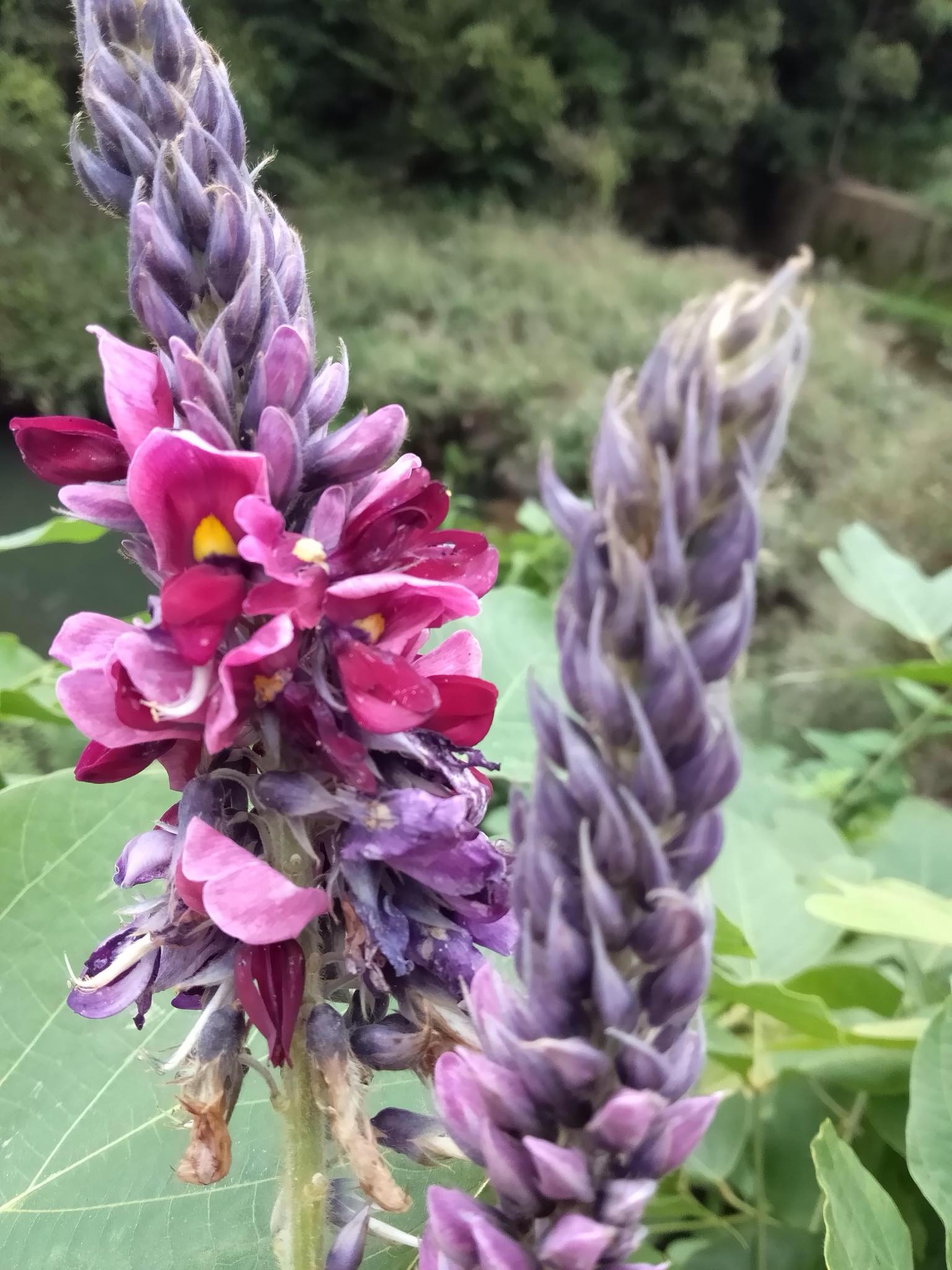 講座「薬草の基礎知識について」＆<br/>森野旧薬園「薬草観察会」の画像