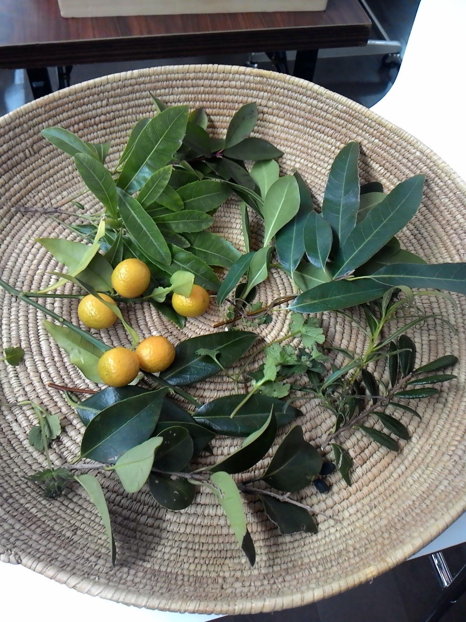 講座「薬草の基礎知識について」＆<br/>森野旧薬園「薬草観察会」の画像３