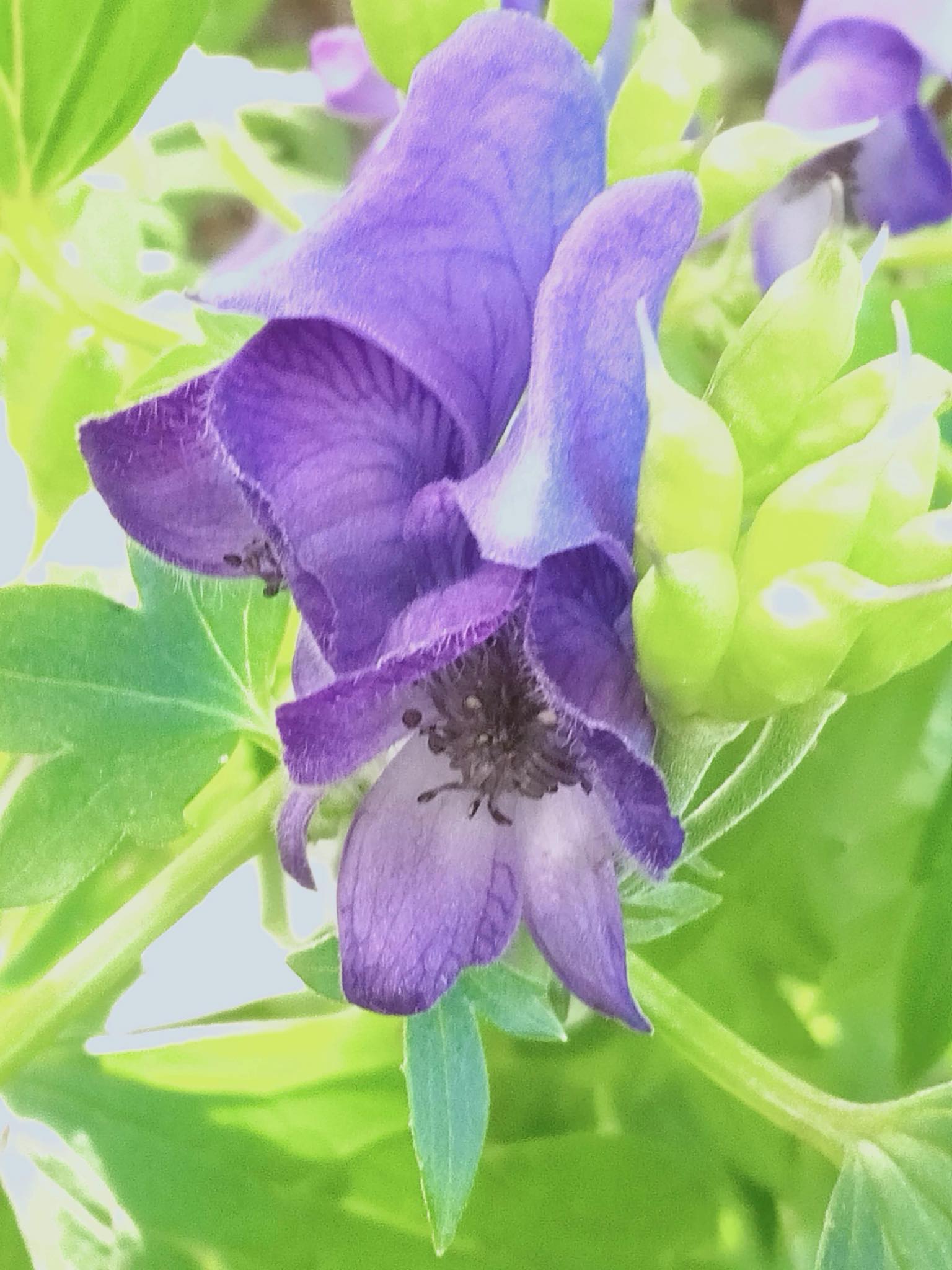 講座「薬草の活用法について」＆<br/>ワークショップ「薬草染め体験」の画像３