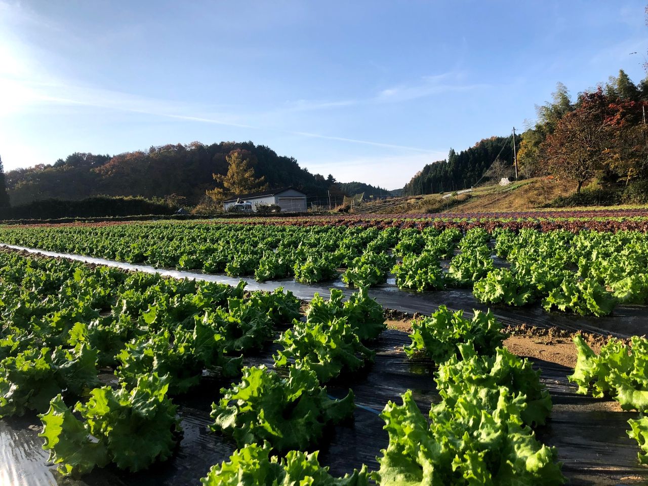 はじまり屋の画像