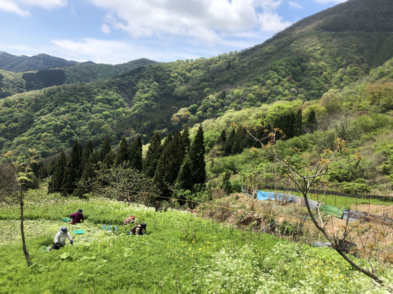 四井 智教の画像