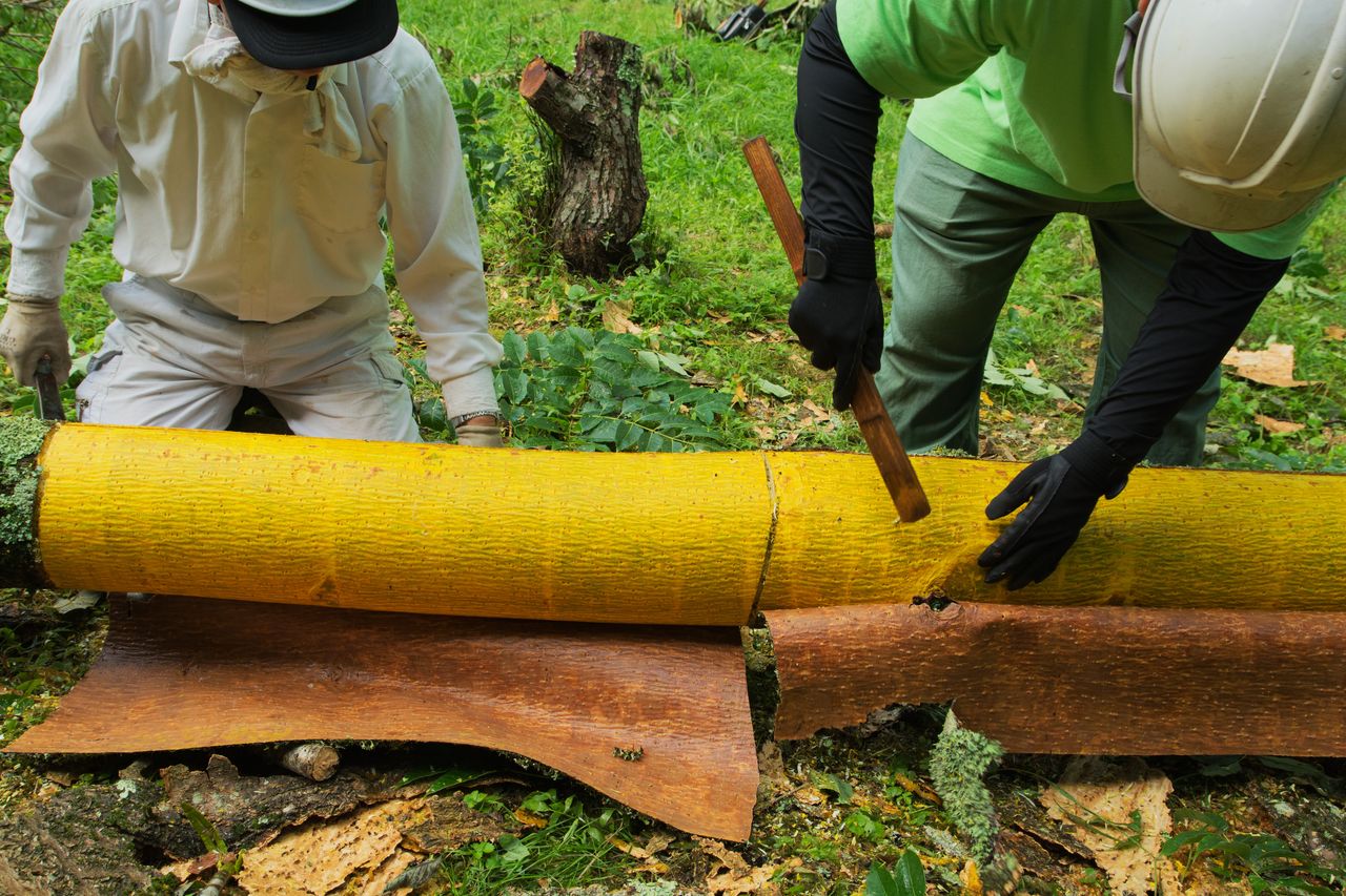 保科 政秀の画像