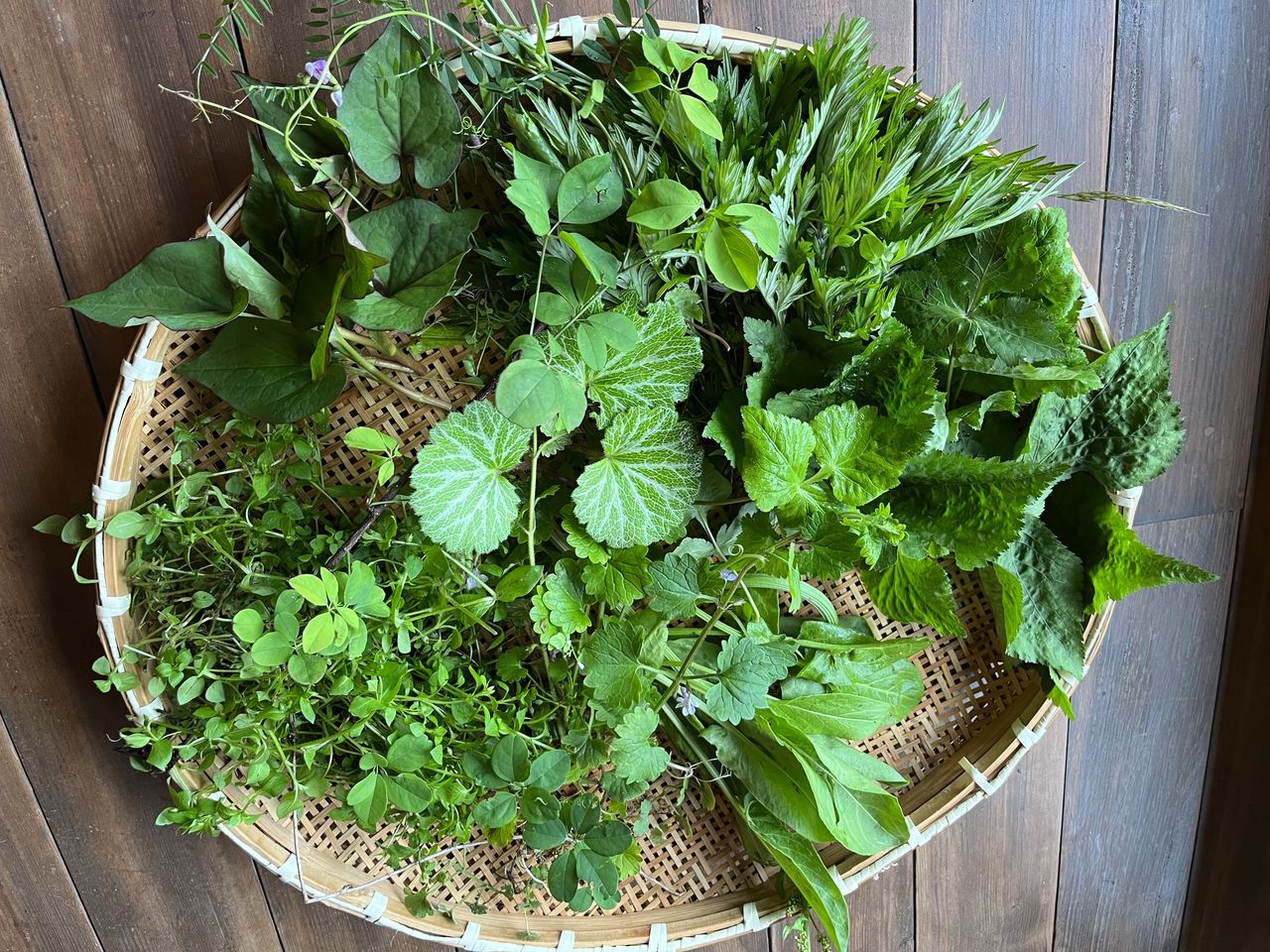 クレメンツ かおりの画像