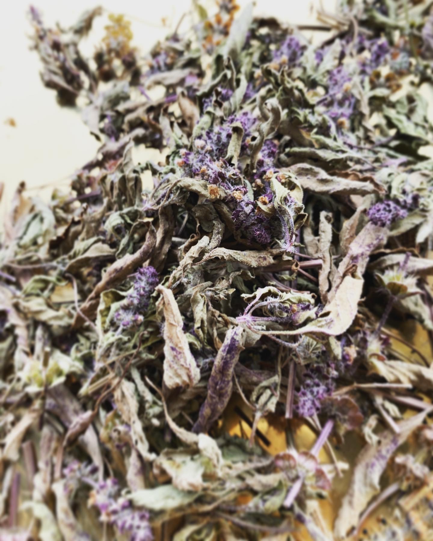 KOHAKU✴︎TULSIの画像２