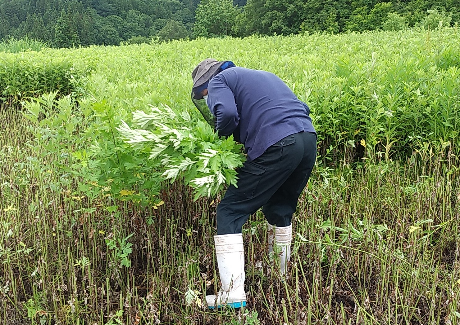 よもぎ屋の画像３