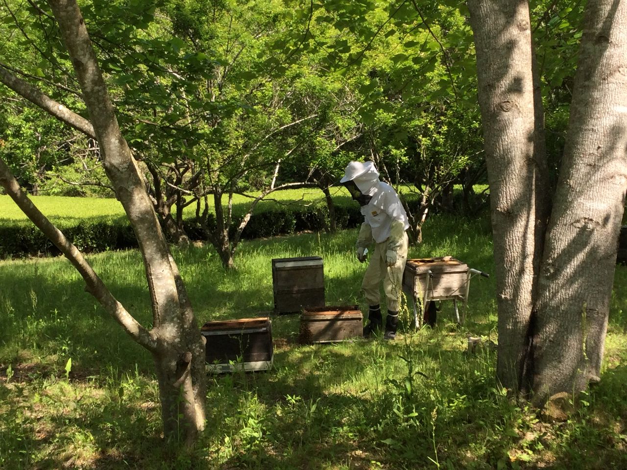 はちまつ養蜂農場の画像