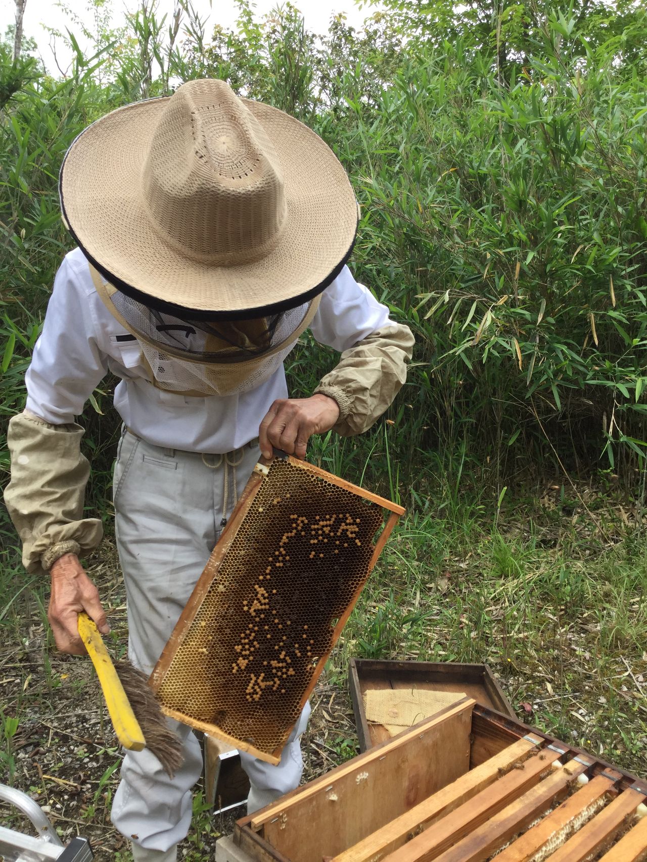 はちまつ養蜂農場の画像３