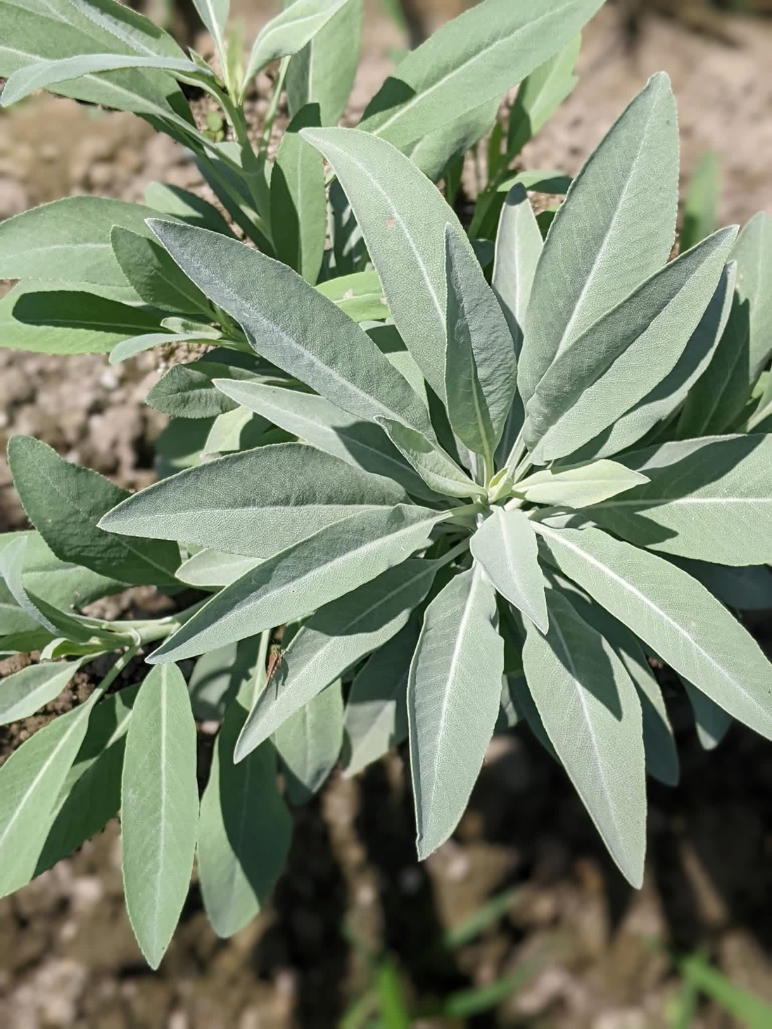 BALI MAGIC ハーブガーデンの画像３