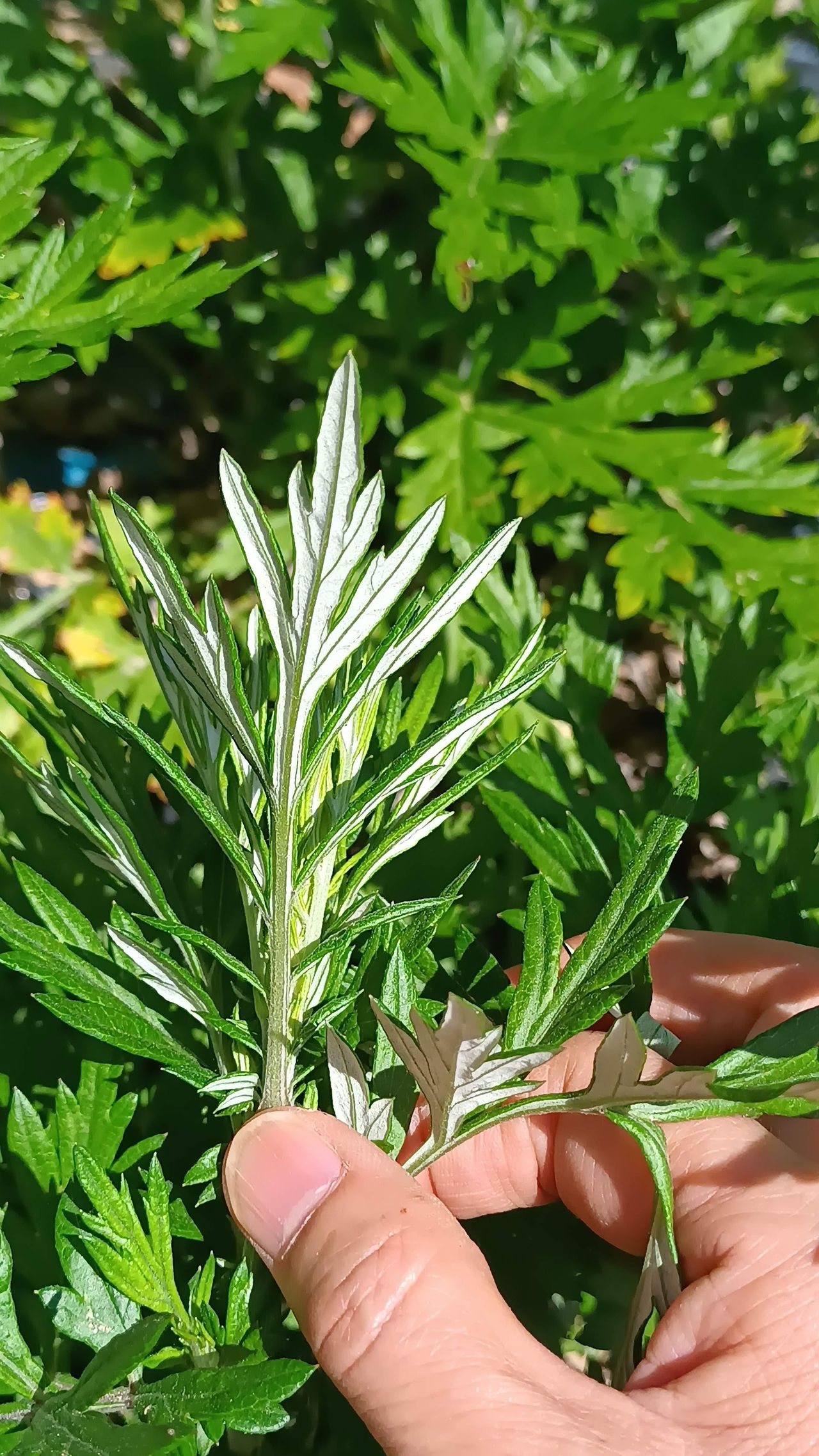 坂下 典子の画像２