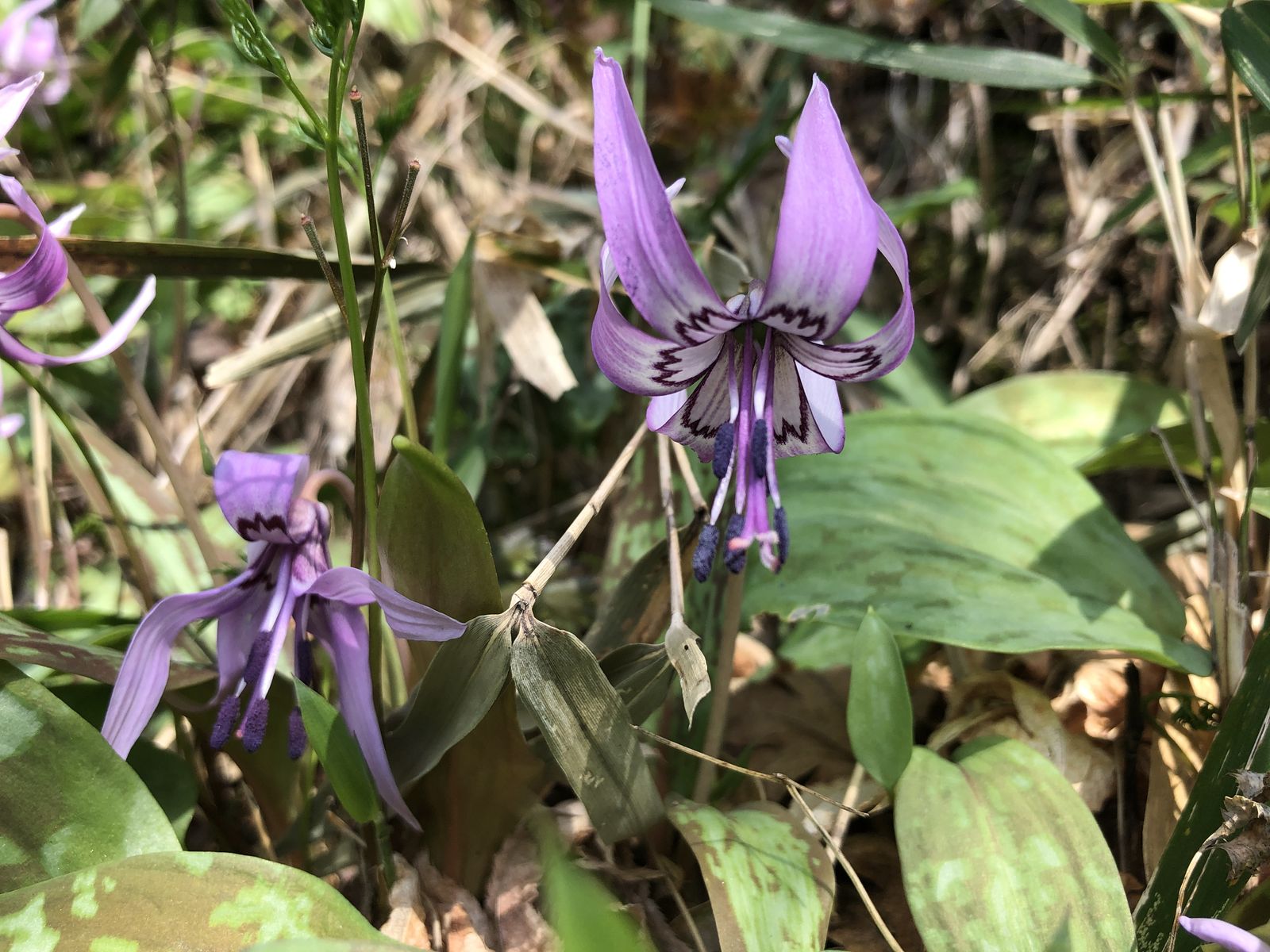 藤本 勝也の画像