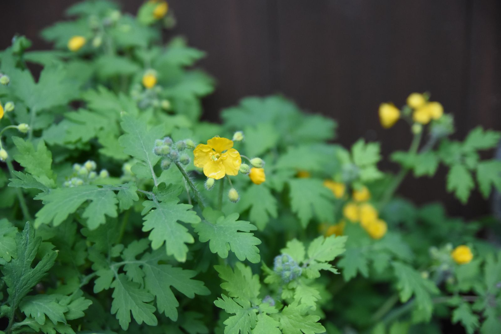 藤本 勝也の画像