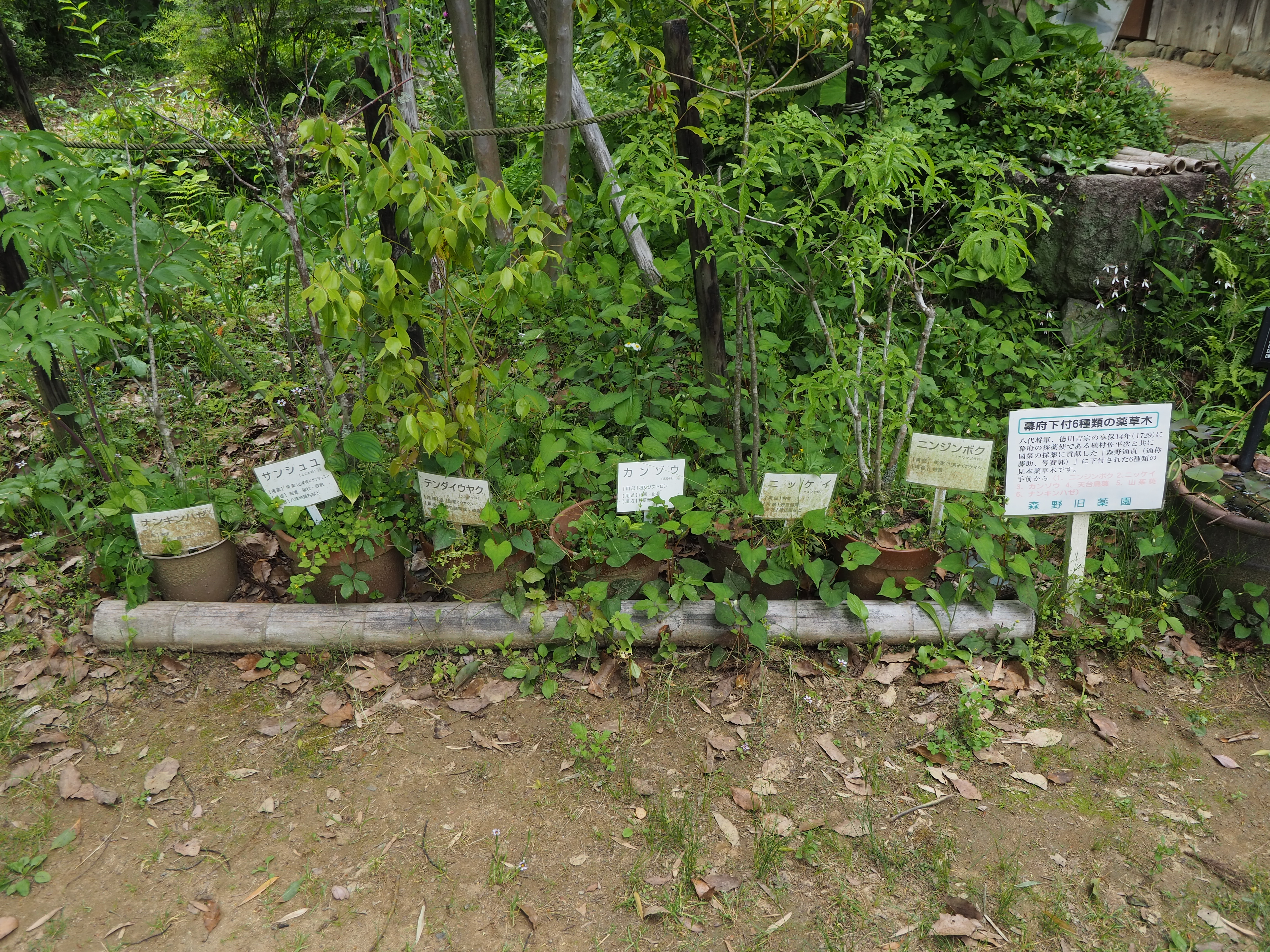 江戸時代に幕府から送られた薬草