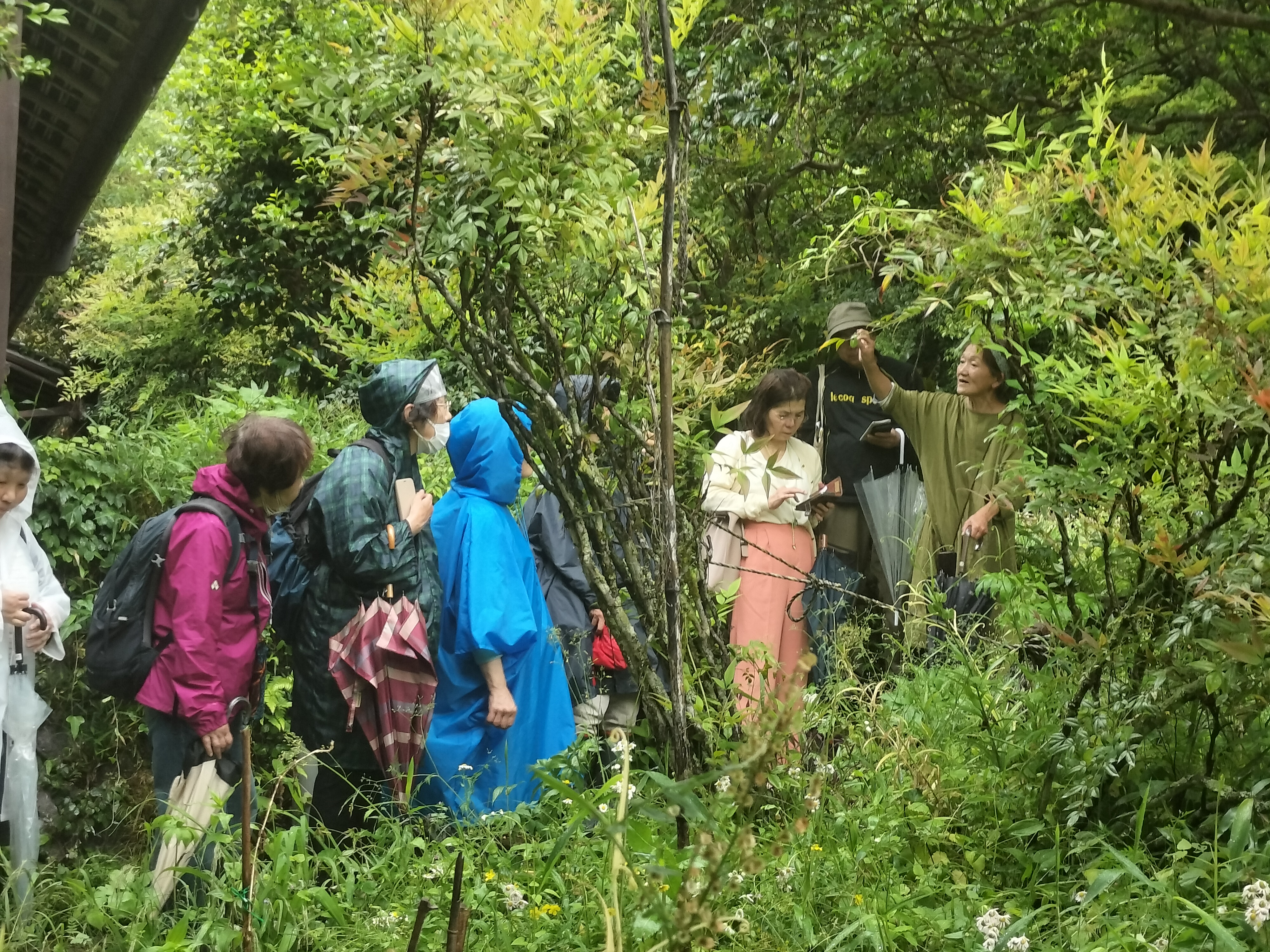クレメンツかおり先生の薬草観察会